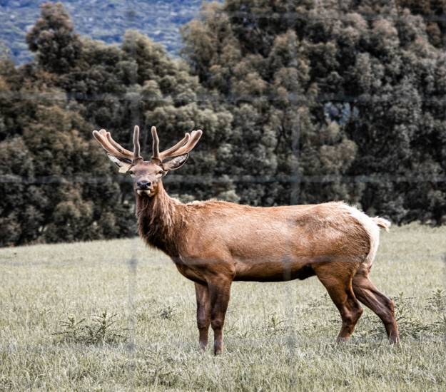 Wapiti Stags | The Farm | Cabot Lodge