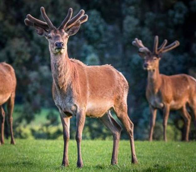 Wapiti Stags | The Farm | Cabot Lodge