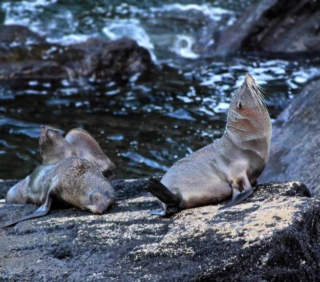 Kayaking | Cabot Lodge | Milford Sound Kayaks | Sea Kayaking | Fiordland National Park | Wildlife in Fiordland