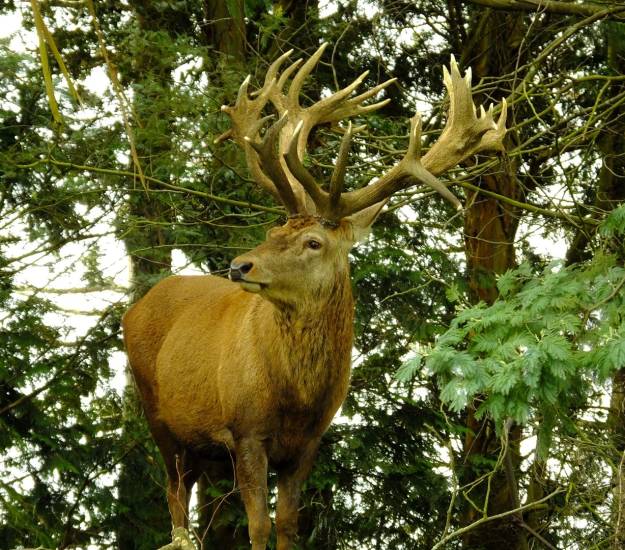 Trophy Stag Hunting on Exclusive Private Estate | Hunting | Cabot Lodge
