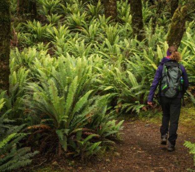 Great Walks | Cabot Lodge | New Zealand | Fiordland National Park | Te Anau | Best day walk NZ | Best walks in South Island