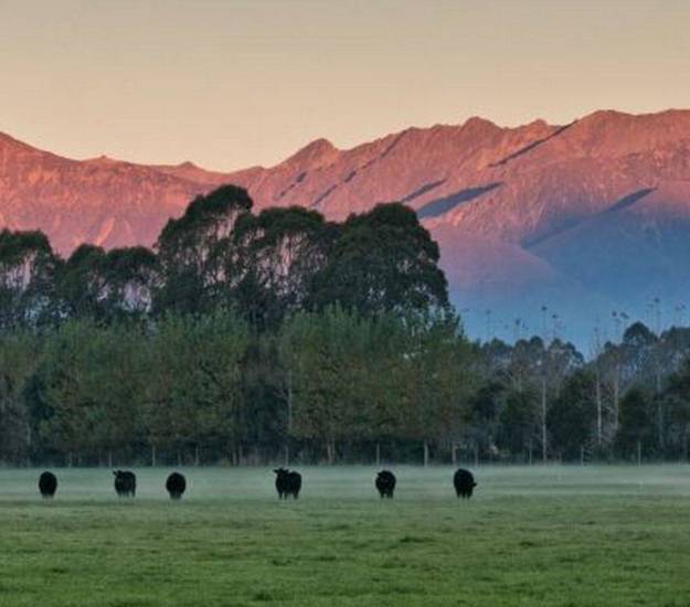 Cows at Sunset | The Farm | Cabot Lodge