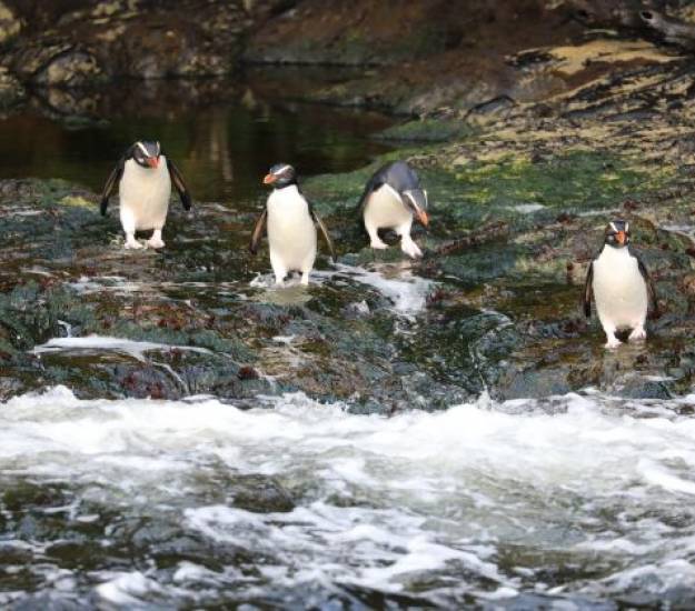 Penguin Sighting | Fiordland | Cabot Lodge