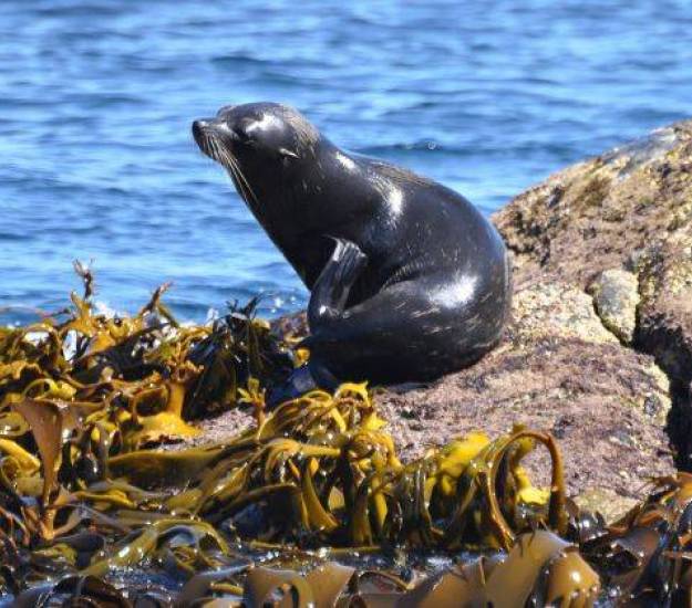 NZ Fur Seal | Wildlife in Milford Sound