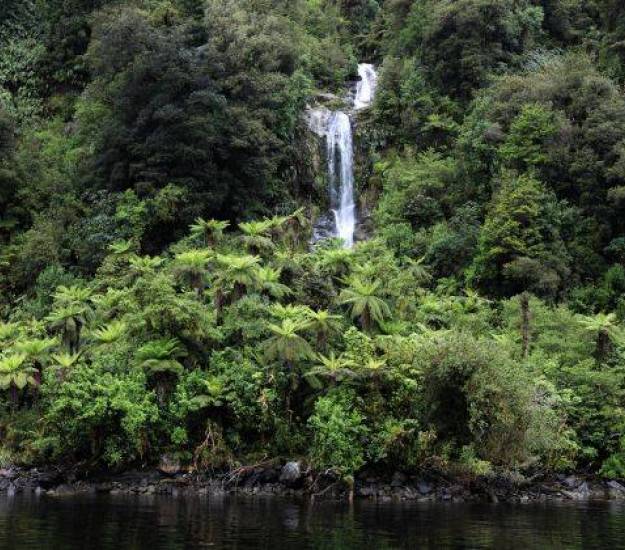 Doubtful Sound | Cabot Lodge | New Zealand | Fiordland National Park | Te Anau | Rainforest