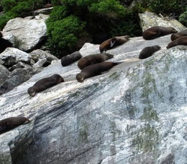 Seals | Fiordland | Cabot Lodge