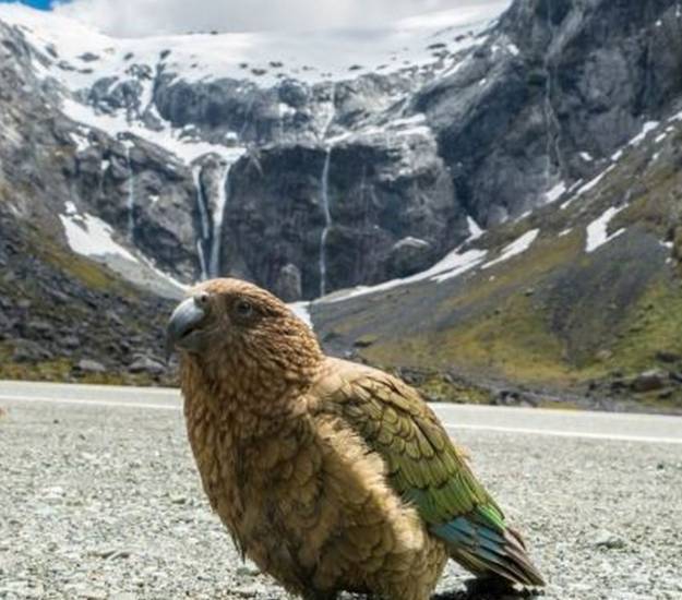 Spotting Kea on the Milford Road | Fiordland | Cabot Lodge