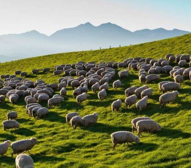 Cabot Lodge | All-inclusive package | Best family friendly location Te Anau | Private lodge | Exclusive lodge | Sheep | NZ Sheep