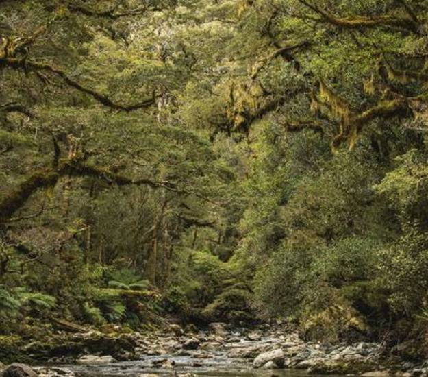 Views on the Milford Track | Hiking | Cabot Lodge