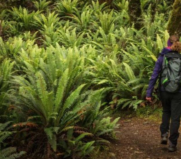 Best forest walk | Best walk in NZ | Great Walks of NZ | Kepler Track | Cabot Lodge