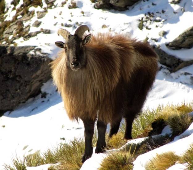 Private Estate Hunting in Fiordland | Hunting | Cabot Lodge