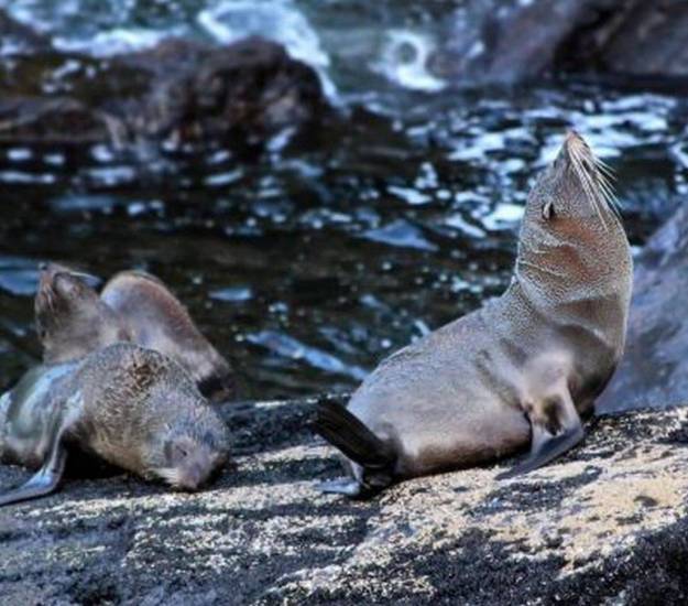 Wildlife viewing in Doubtful Sound | Fiordland | Cabot Lodge