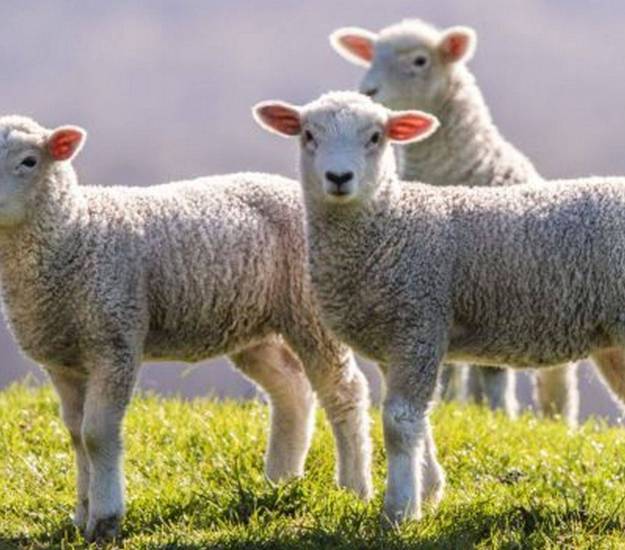 Lambs in Spring | The Farm | Cabot Lodge