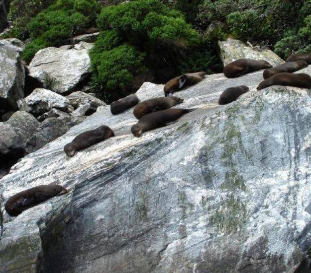 Wildlife in Milford Sound | Best time of year to visit Milford Sound | Best boat on Milford Sound