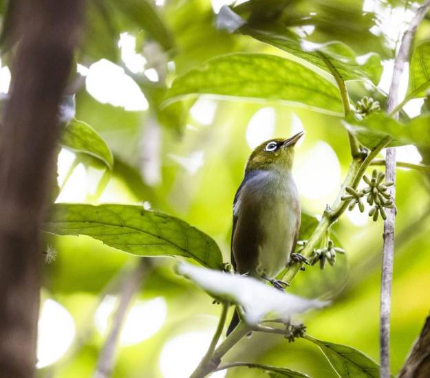 All-Inclusive Package | Luxury Hotels New Zealand | Best Bird Watching in New Zealand | Wildlife Observation | Cabot Lodge