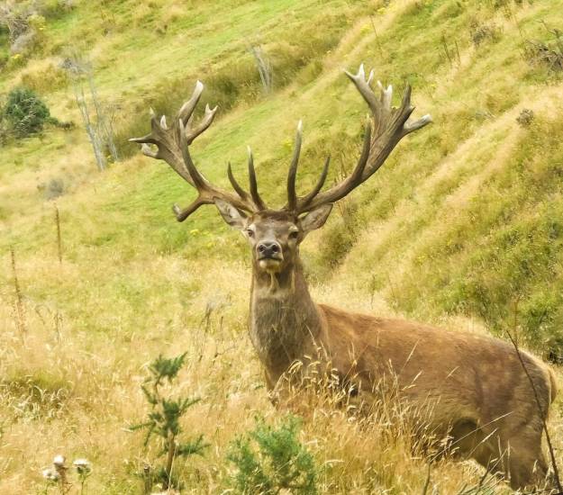 Trophy Stag Hunting in Fiordland New Zealand | Hunting | Cabot Lodge