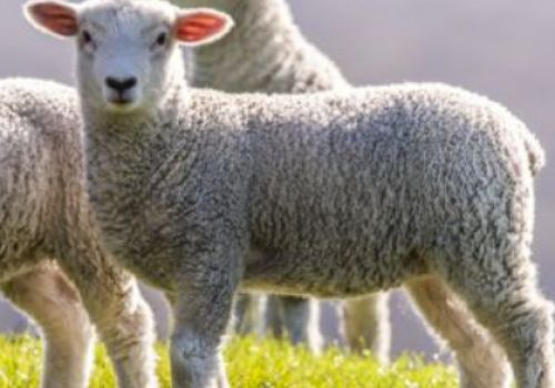 Springtime down on the farm